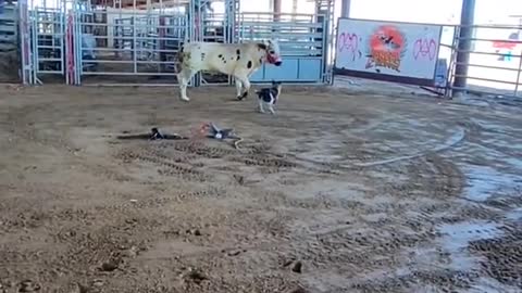 me dió miedo que le pegará al perrit