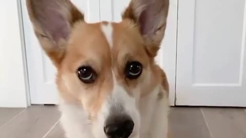 Funny animals