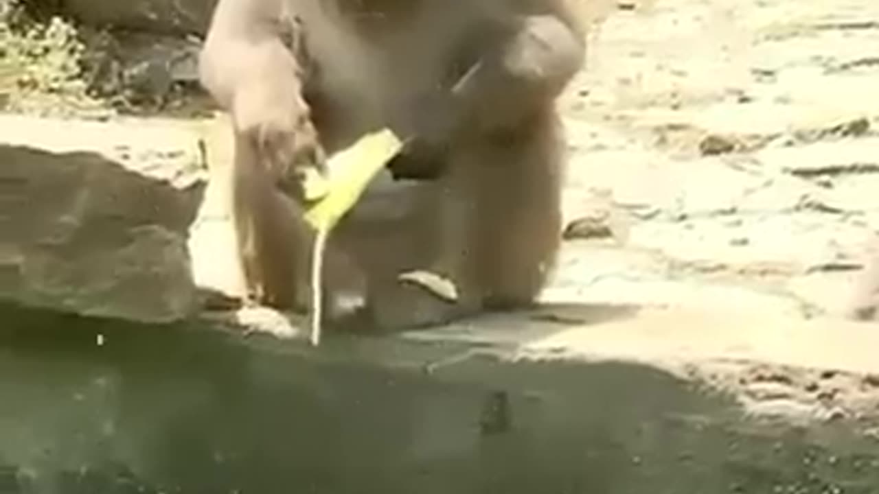 Cute and funny animal video