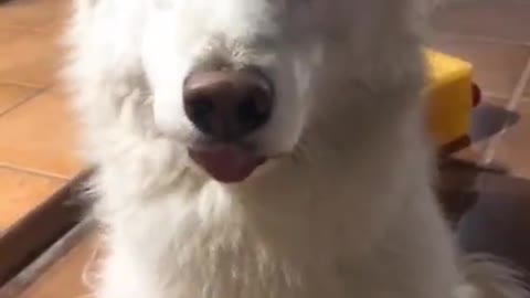 A little smile from these canines