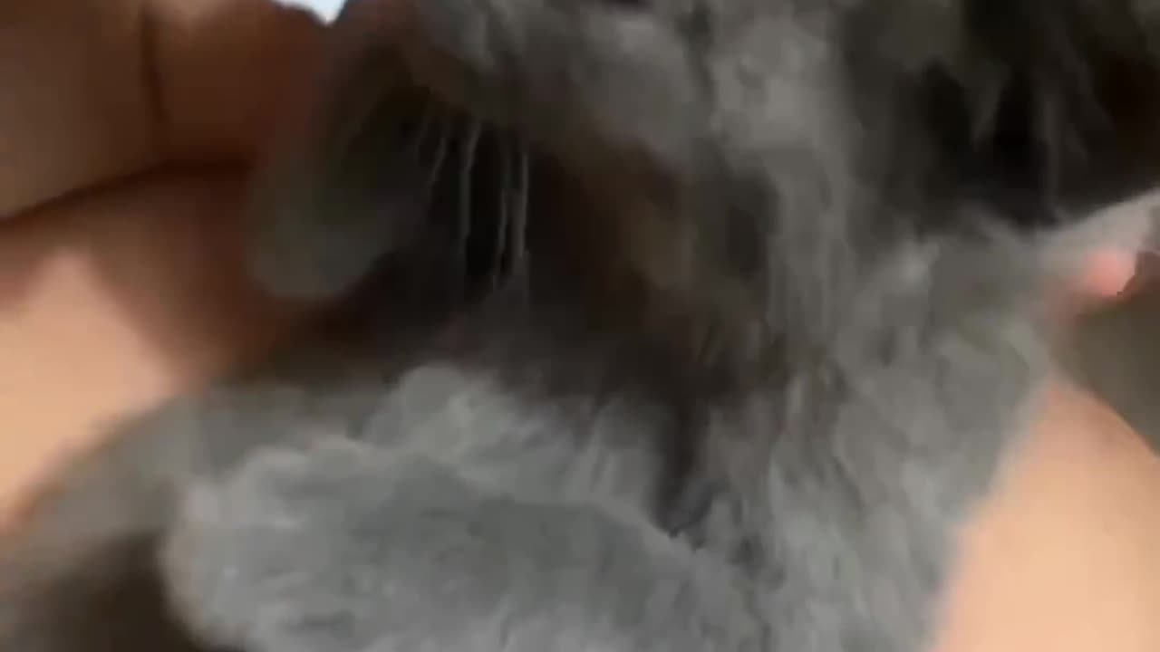 😁😁😺😁