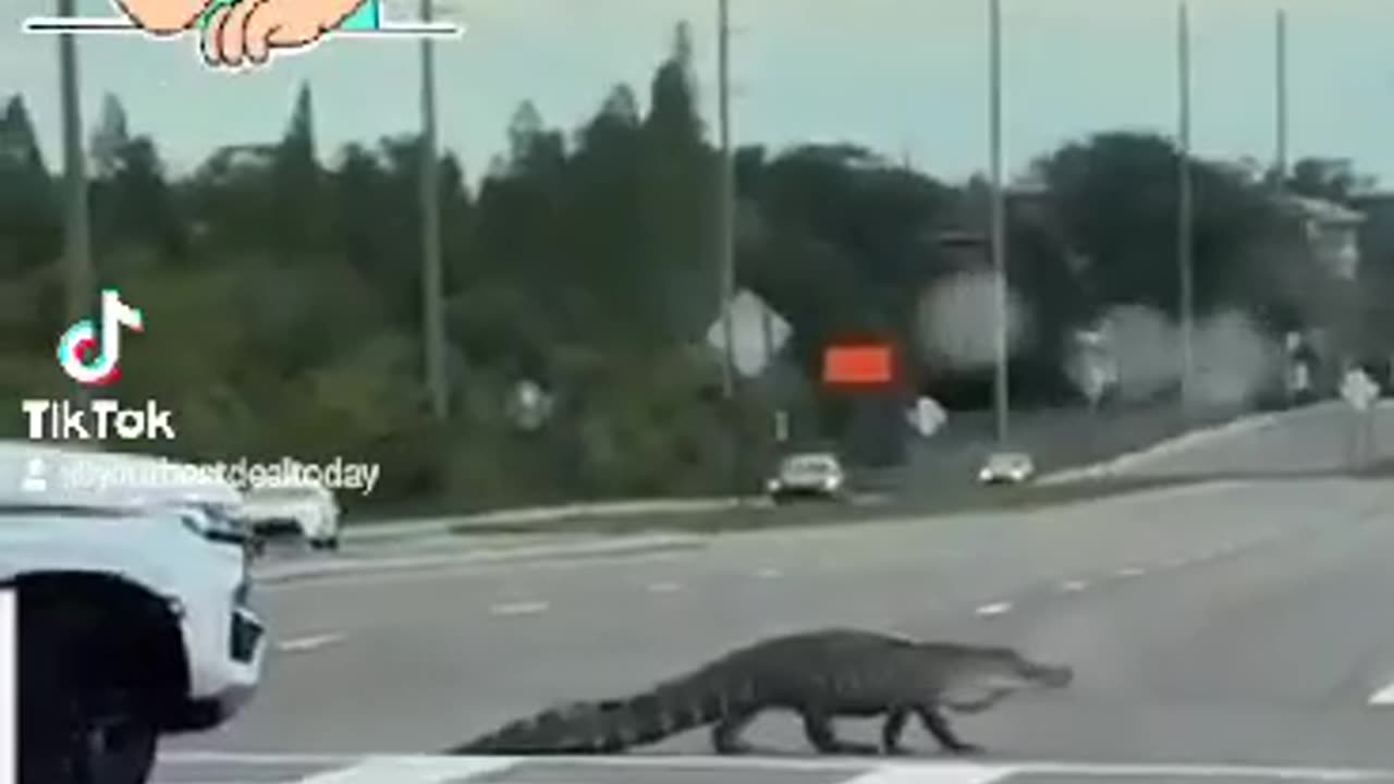 Florida Gator