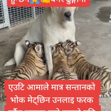 Mother feeding breast for non mothers baby