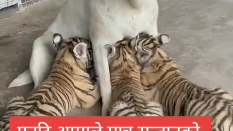 Mother feeding breast for non mothers baby