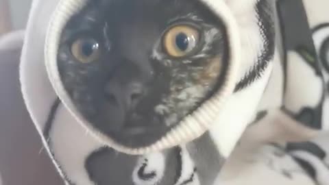 “I am snek!”