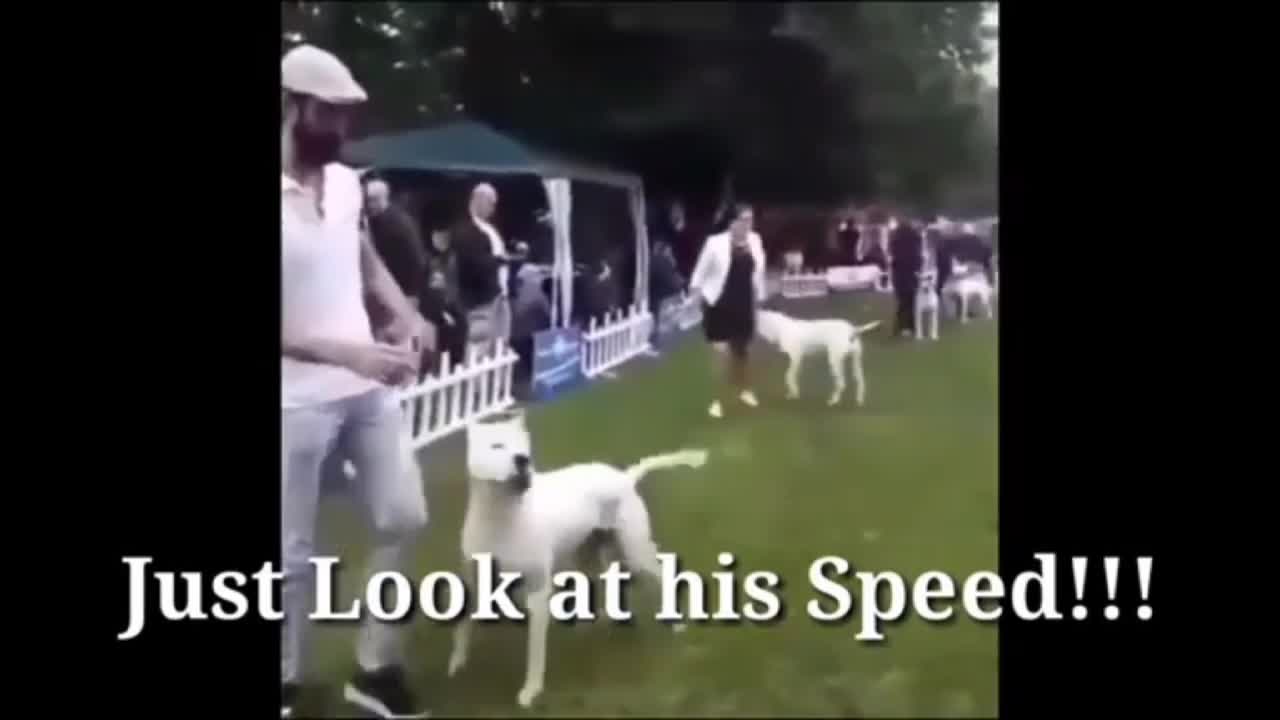 dog training dog video