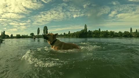 Some Chilled shot of my Mastiff