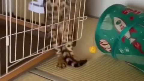 Funky animal videos #funny #funnycats #funnydogs #funny animal