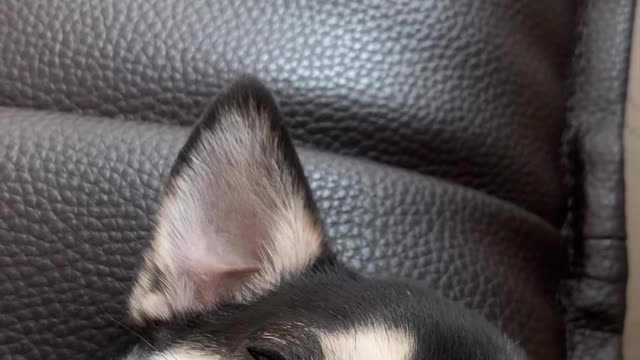 he go to sleep....soon...(chihuahua)