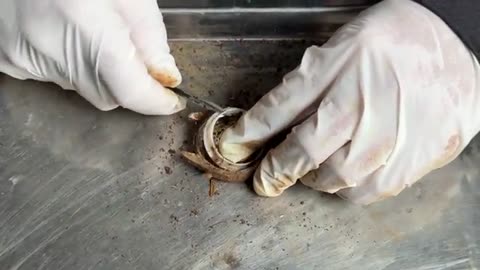 Genius boy repairs and restoration a Rolex watch worth $2 million