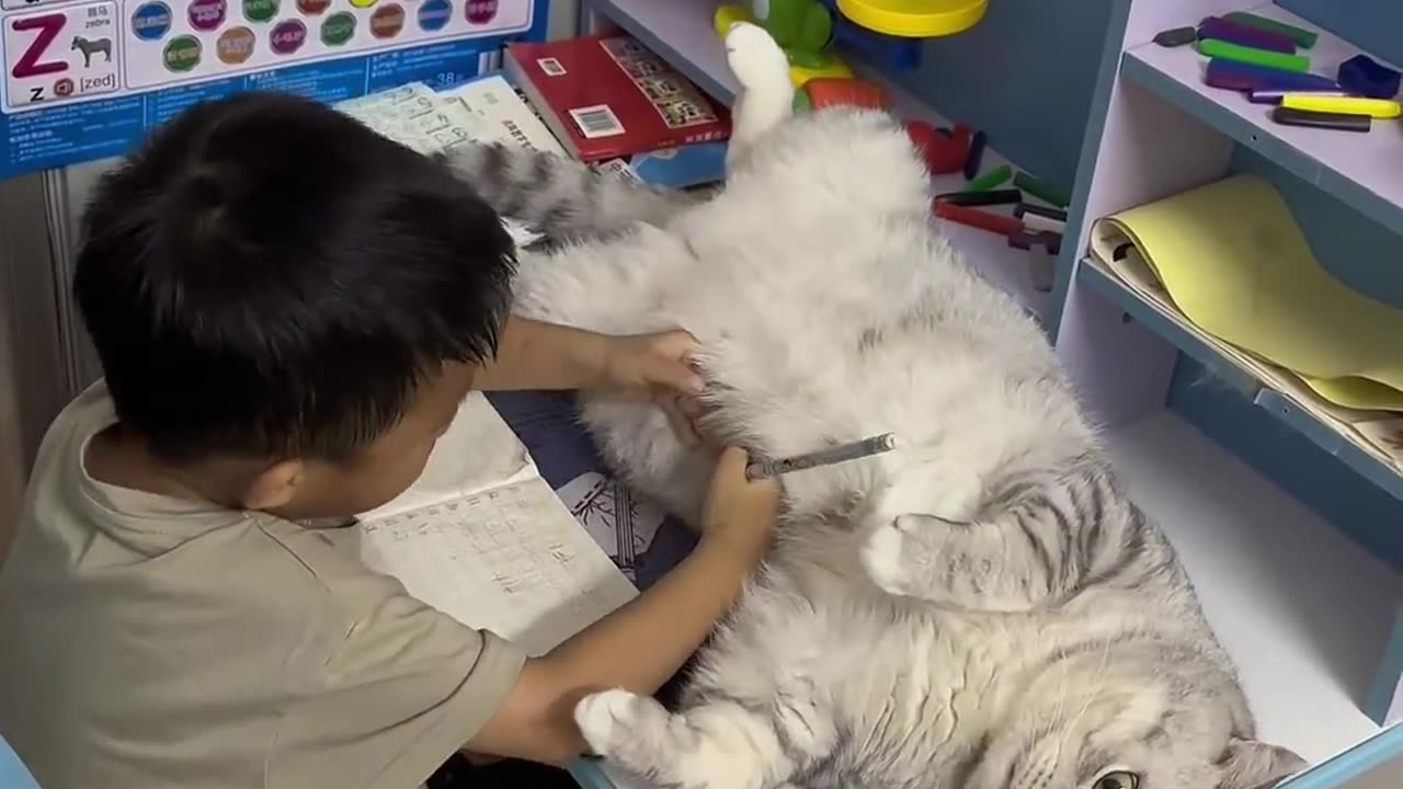 Boy Doing Homework with Cat Lounging