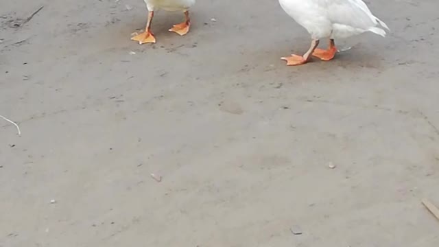 Ducks Enjoying