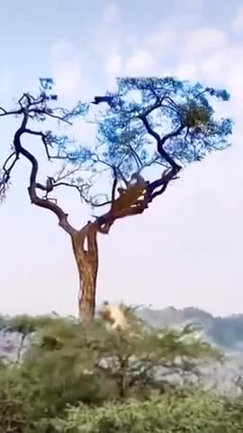 Liopare funny liopare funny