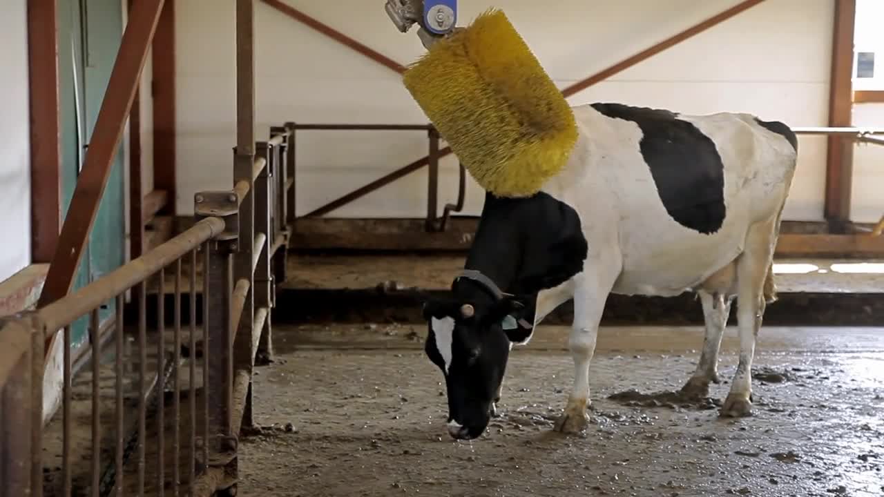 A scratcher for cows