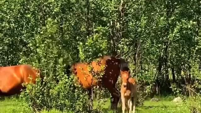 Beautiful Nature - Beautiful Horses