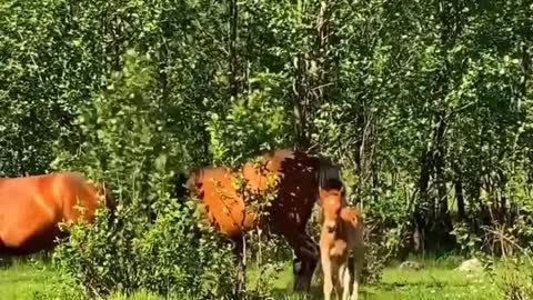 Beautiful Nature - Beautiful Horses