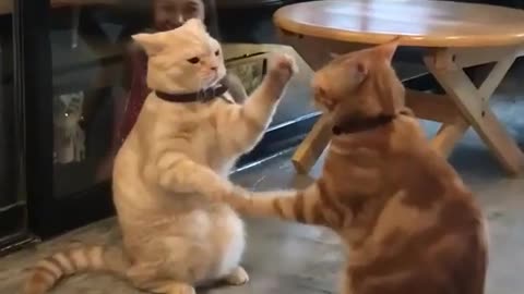 looks like the presidential debate
