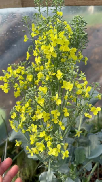 Broccoli flower