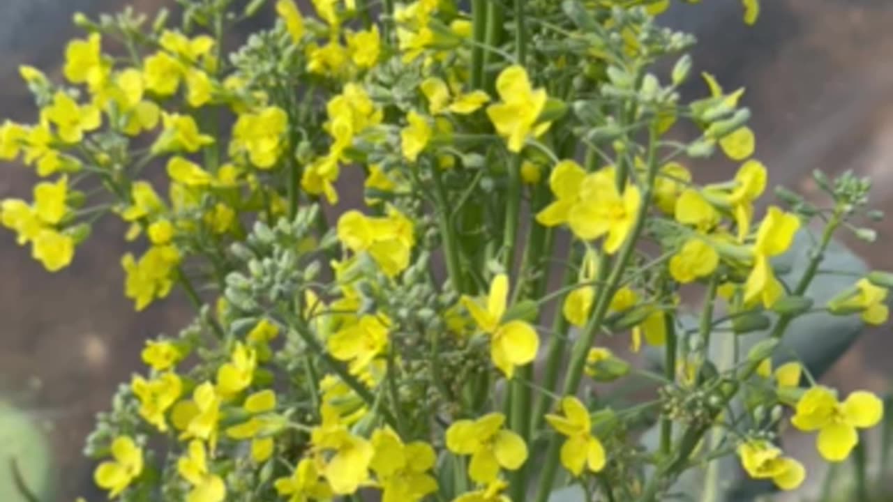 Broccoli flower