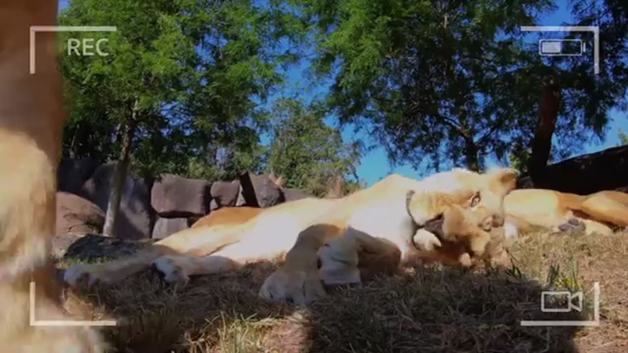 FYI_ What happened when lions find a hidden camera