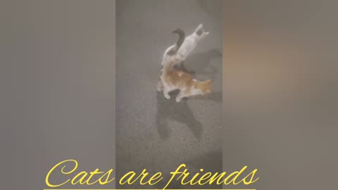 Cats are friends