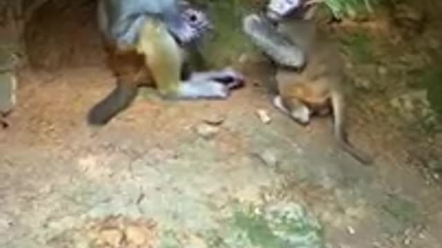 Funny monkey