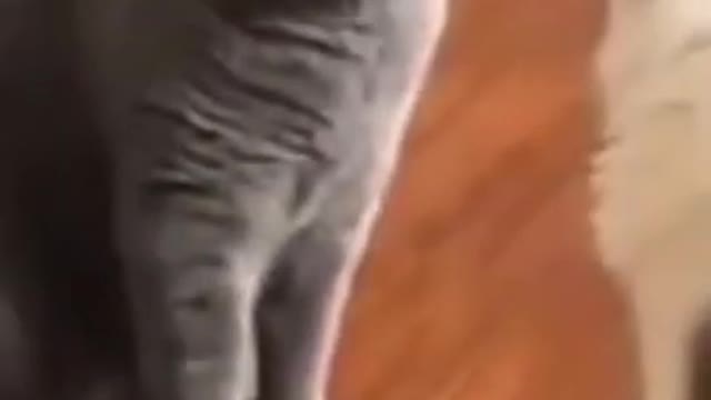 funny cats and dogs