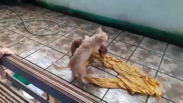 Dogs playtime after bath