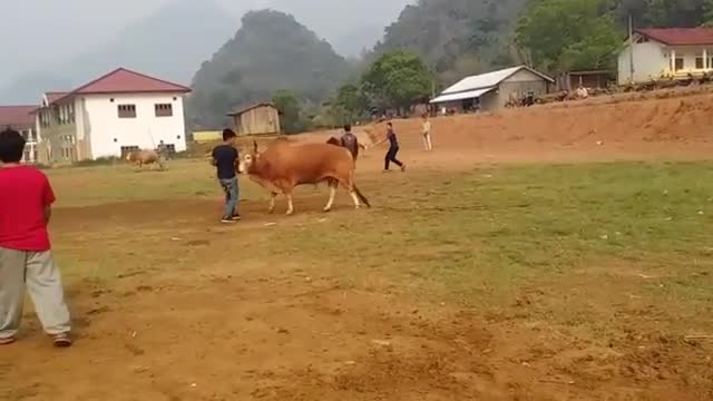 Cow fight