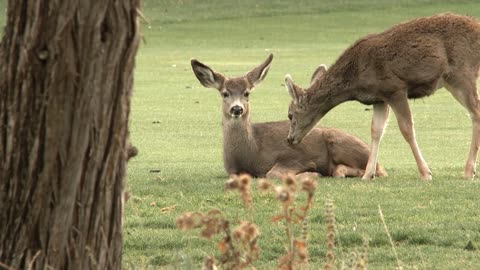 Two Kissing Deer In The Woods