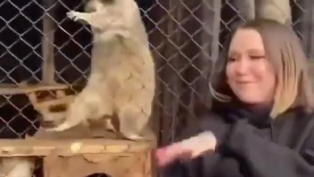 animal dancing #short #funny