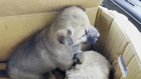 Puppies going to meet their new owners