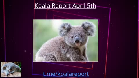 Koala Report 5th April 2022