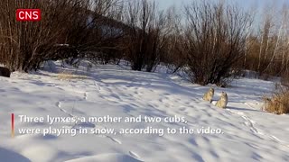 Wetland park in Inner Mongolia records group activities of lynxes