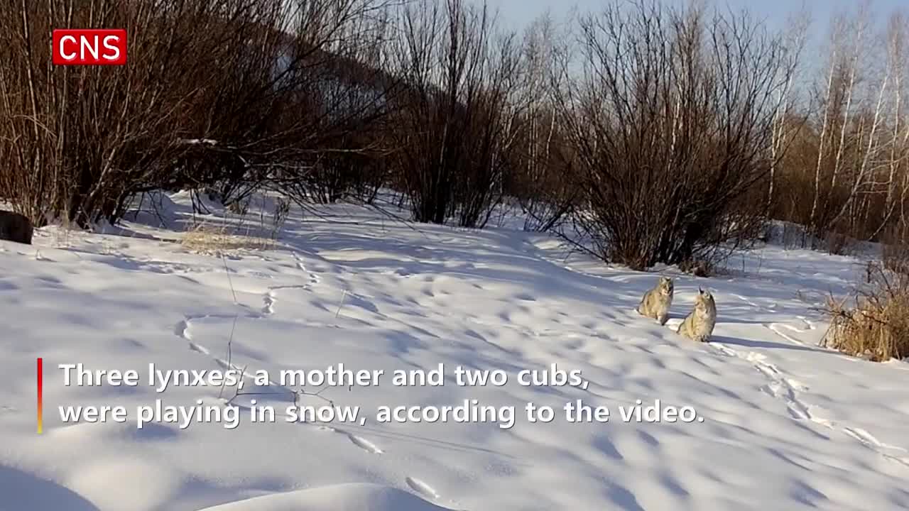 Wetland park in Inner Mongolia records group activities of lynxes