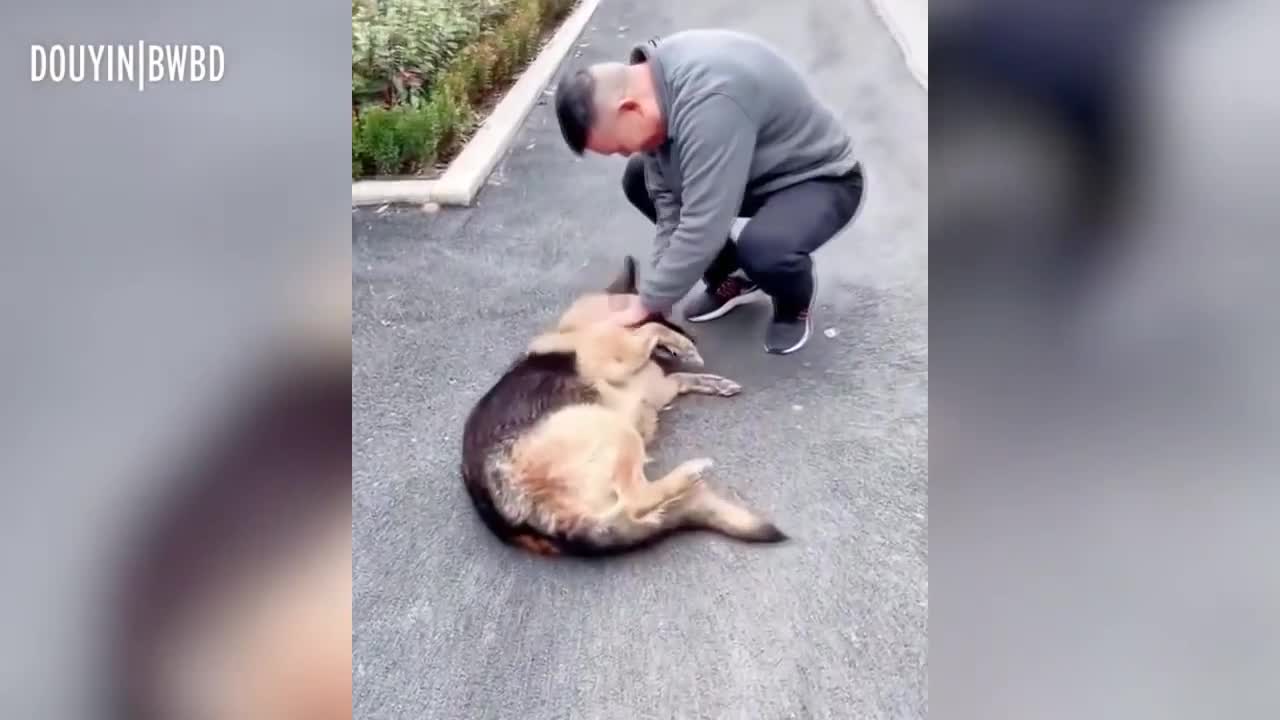 Ex-police dog 'cries' after meeting with trainer he hasn't seen in years