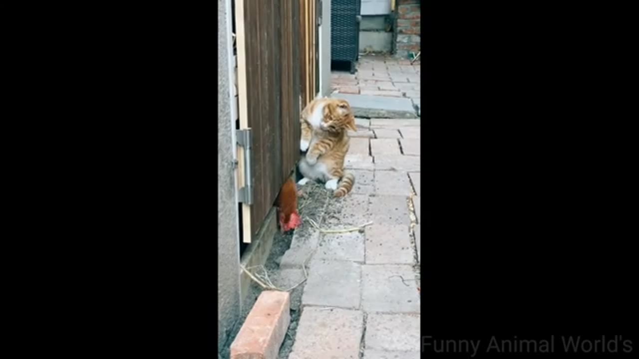 Crazy Funny animals videos