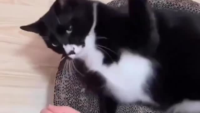 Feeling low, these pets will make you smile...#cats #funnyshorts #funnypets #dog