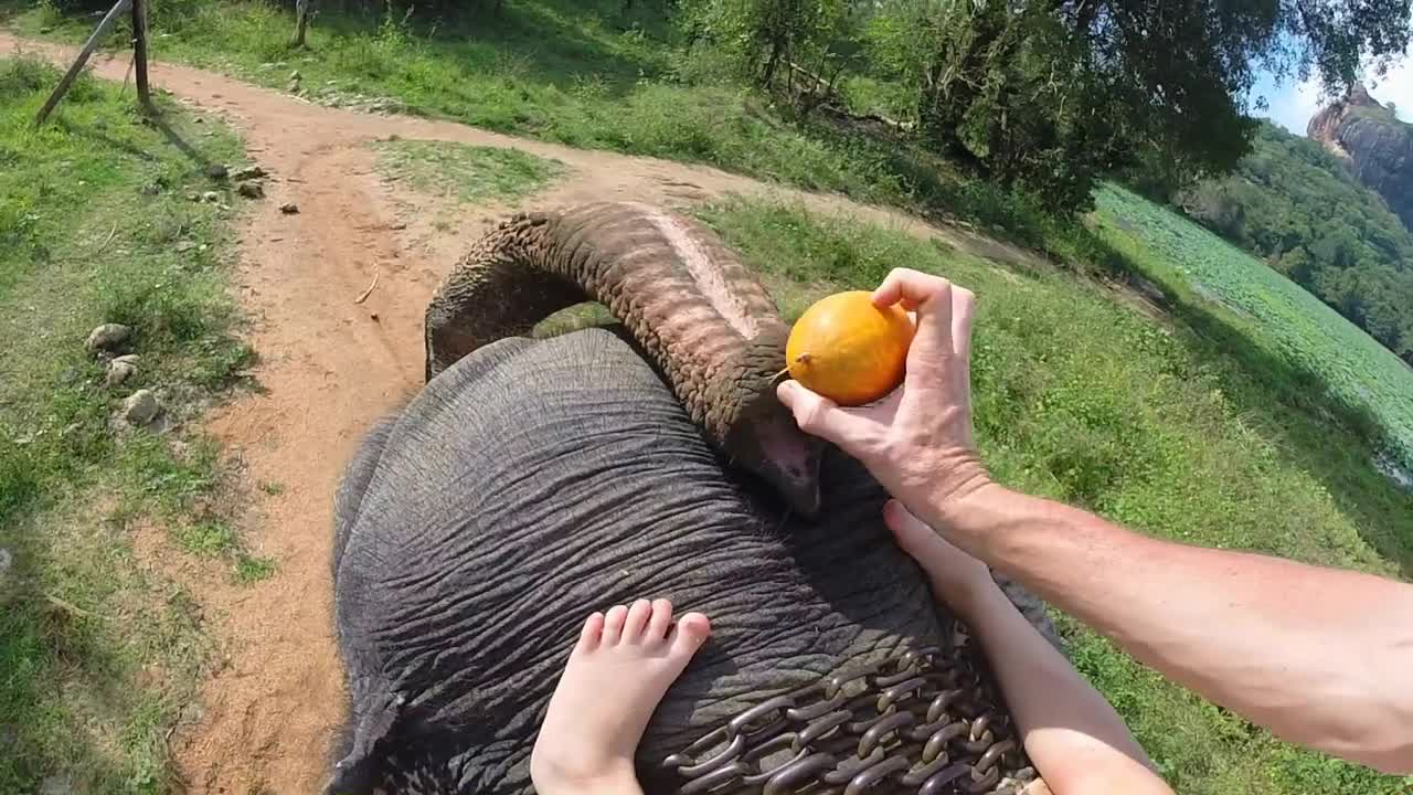 Aerial view of elephant ride with little girls legs resting on elephants head and trunk