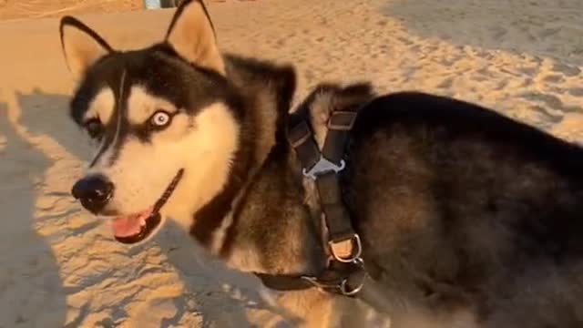 Funny Pet 2021 It's time to LAUGH with Dog's lifes44