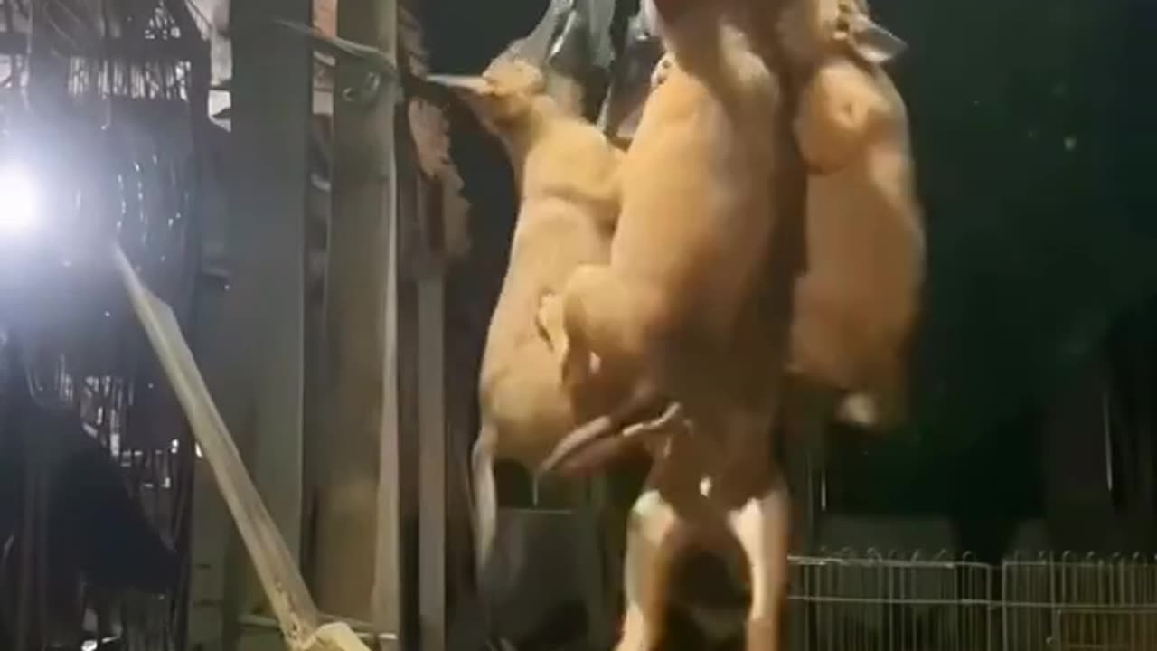Funny Animals