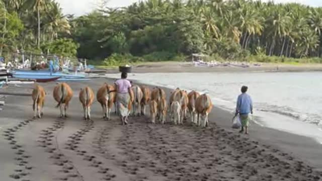 Indonesian Women Herding Cows on a Beach Indonesian Women