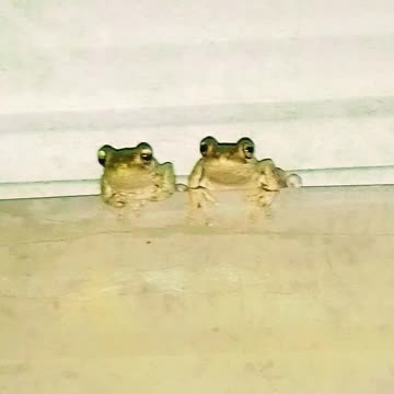 Save Yaegl Frogs💞🐸🐸🐸🐸