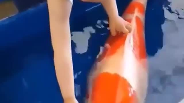 Koi fish