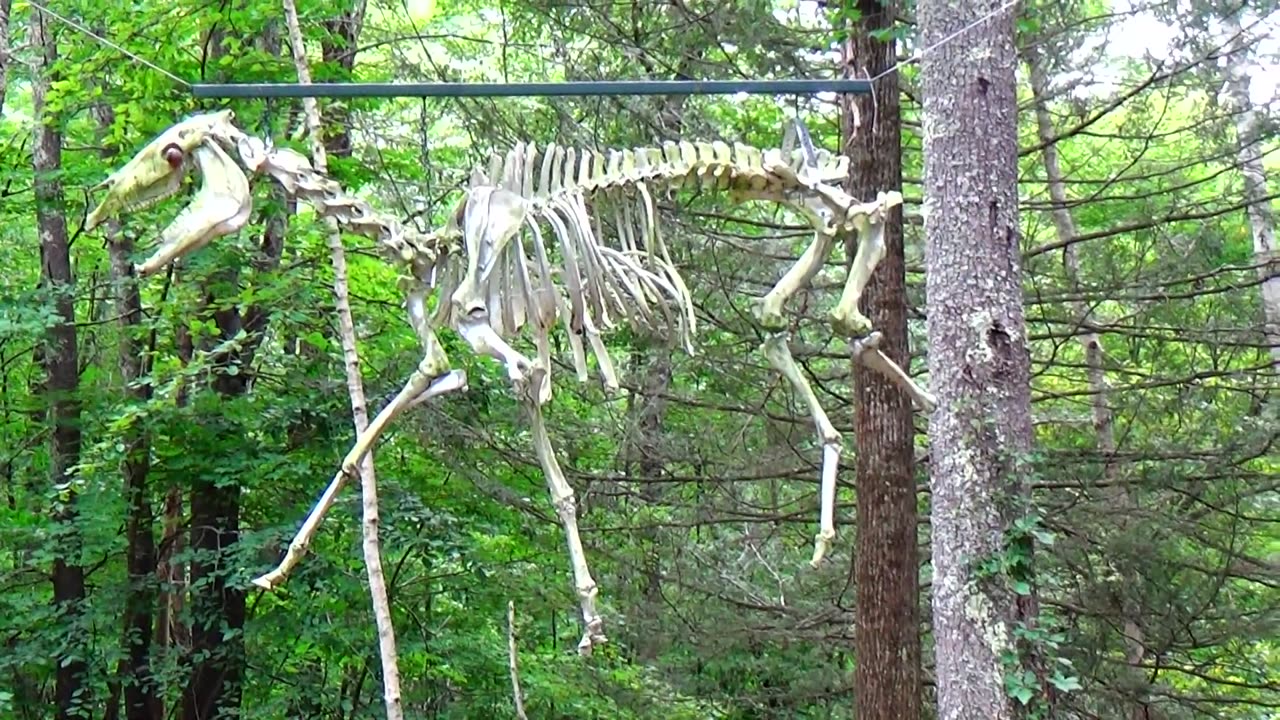 Horse Skeleton