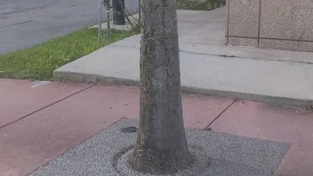 Termites invading south beach