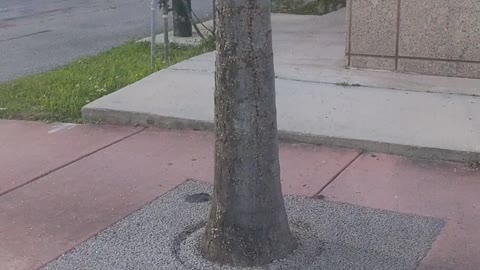 Termites invading south beach