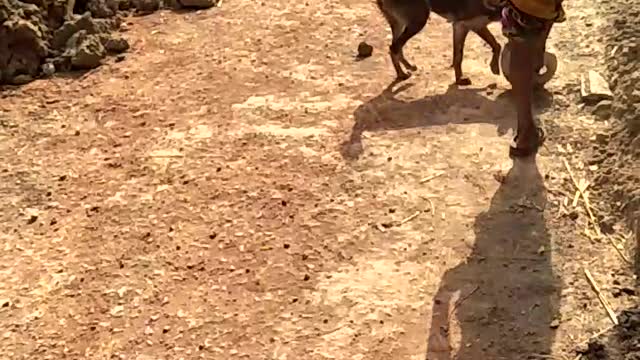 dog playing football for man