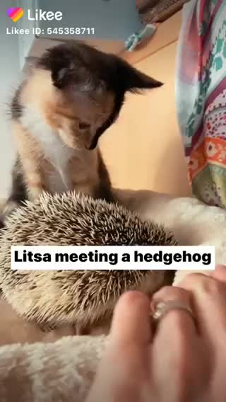 A kitty naps with a hedgehog