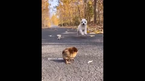 Only the best of funny animals - funny crazy chicks